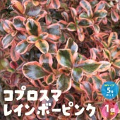 コプロスマ・レインボーピンク【5号ポット カラーリーフ／1個売り】|植木・花木
