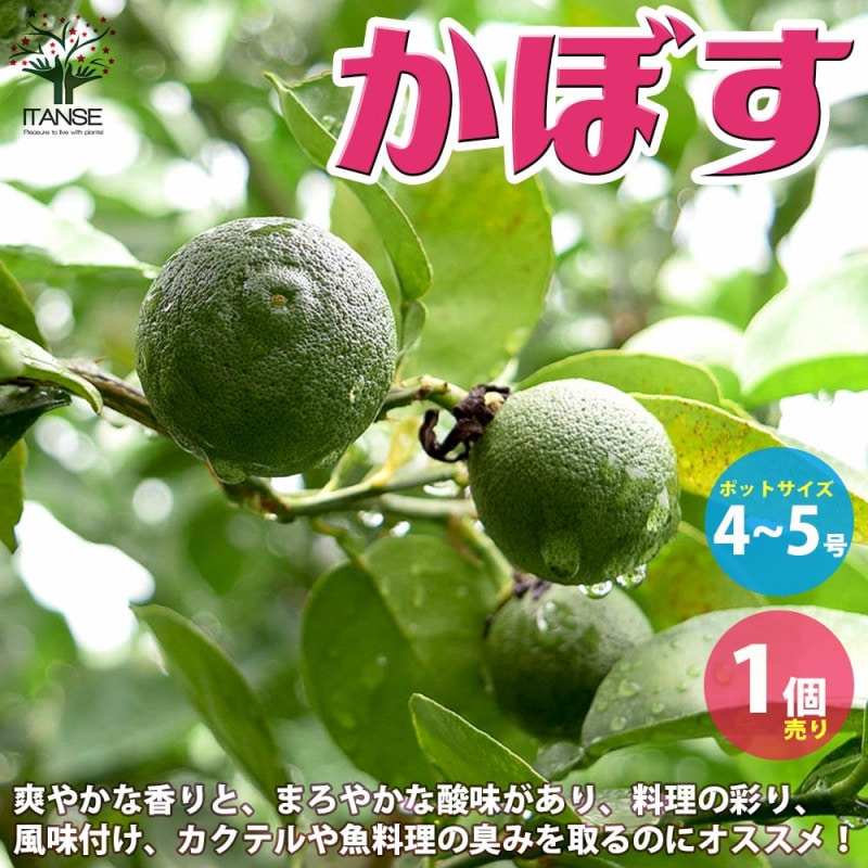 コブミカンの苗木 【果樹の苗木 6号ポット大苗 Mサイズ 挿し木苗／1個