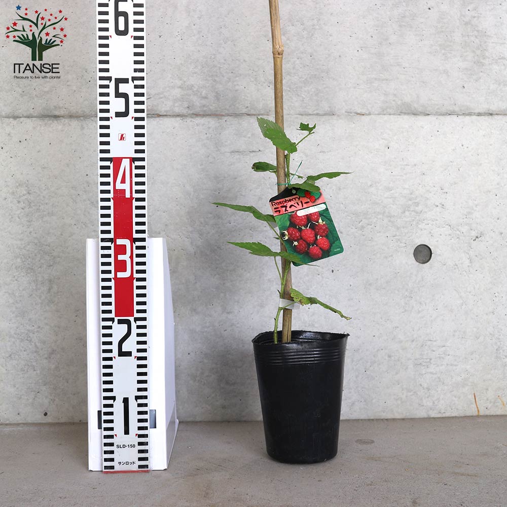 ラズベリーの苗木 ラズベリー【果樹の苗木 4～5号／1個売り】｜ 【植物
