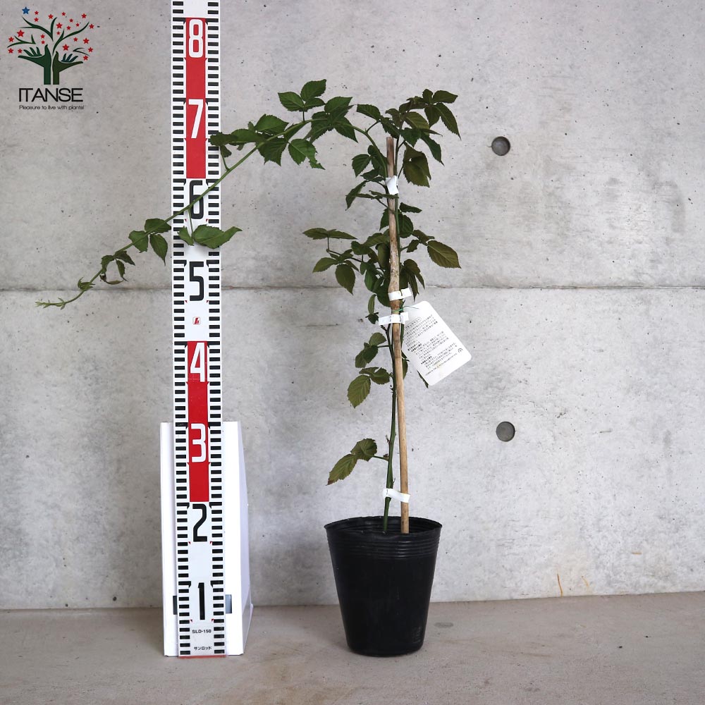 ラズベリーの苗木 ブラックベリー【果樹の苗木 4～5号／1個売り