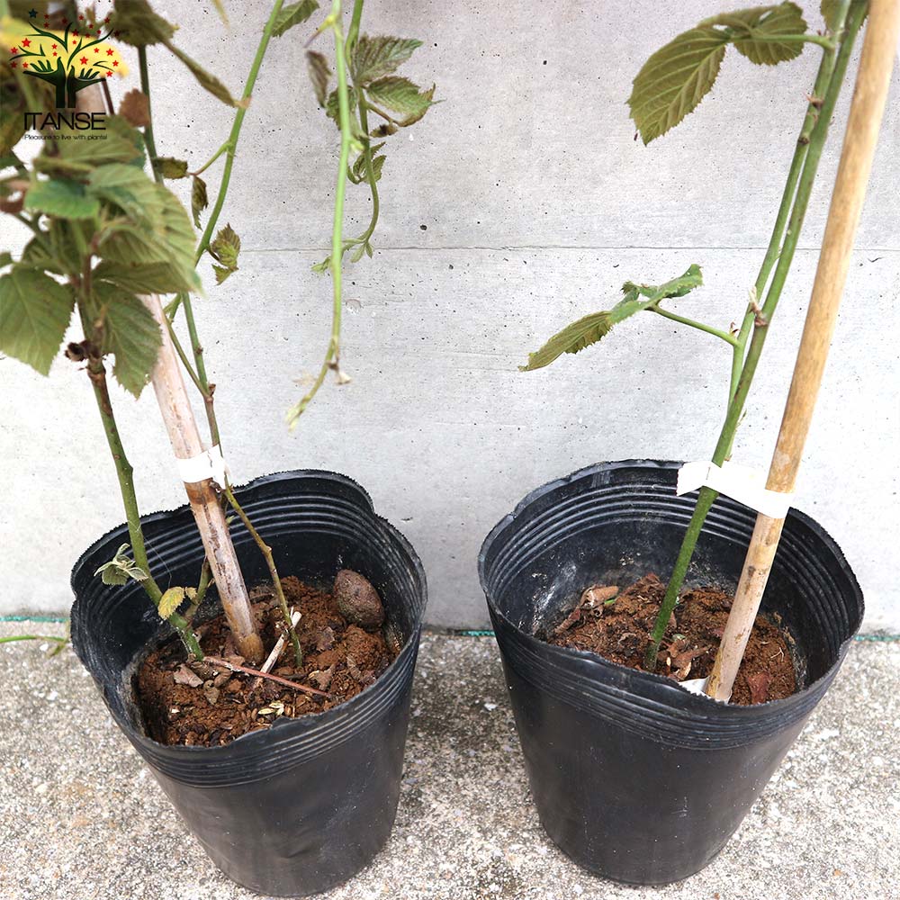 ラズベリーの苗木 ブラックベリー【果樹の苗木 4～5号／1個売り