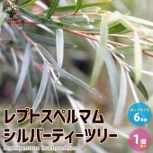 レプトスペルマム シルバーティーツリー【庭木 6号／1個売り】|植木・花木