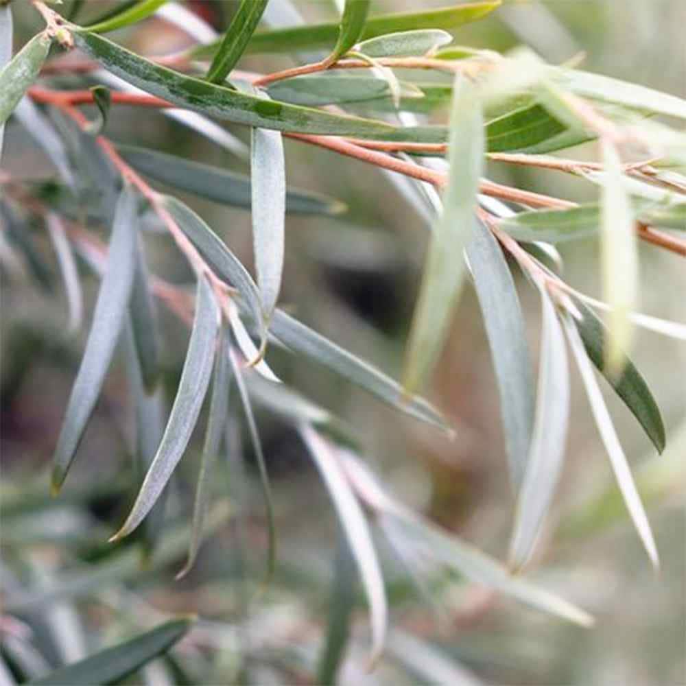 レプトスペルマム シルバーティーツリー【庭木 6号／1個売り】