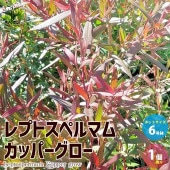 レプトスペルマム カッパーグロウ【庭木 6号／1個売り】|植木・花木