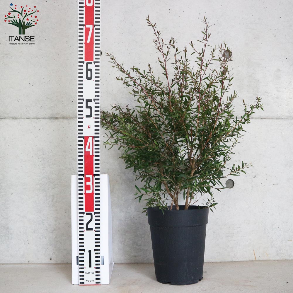 レプトスペルマム カッパーグロウ【庭木 6号／1個売り】｜ 【植物の