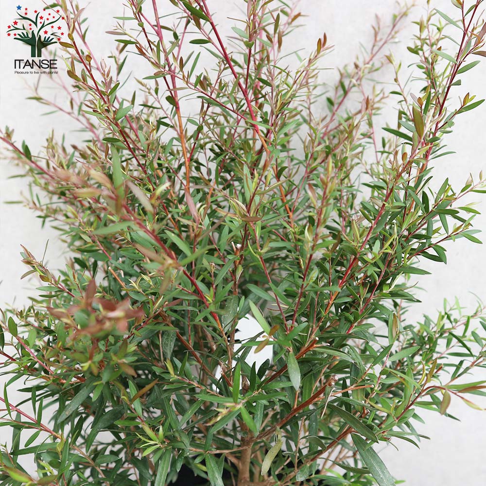 レプトスペルマム カッパーグロウ【庭木 6号／1個売り】｜ 【植物の