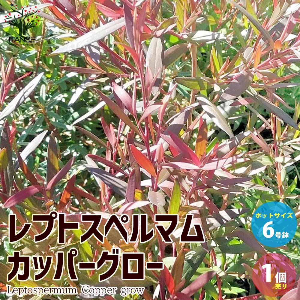 レプトスペルマム カッパーグロウ【庭木 6号／1個売り】