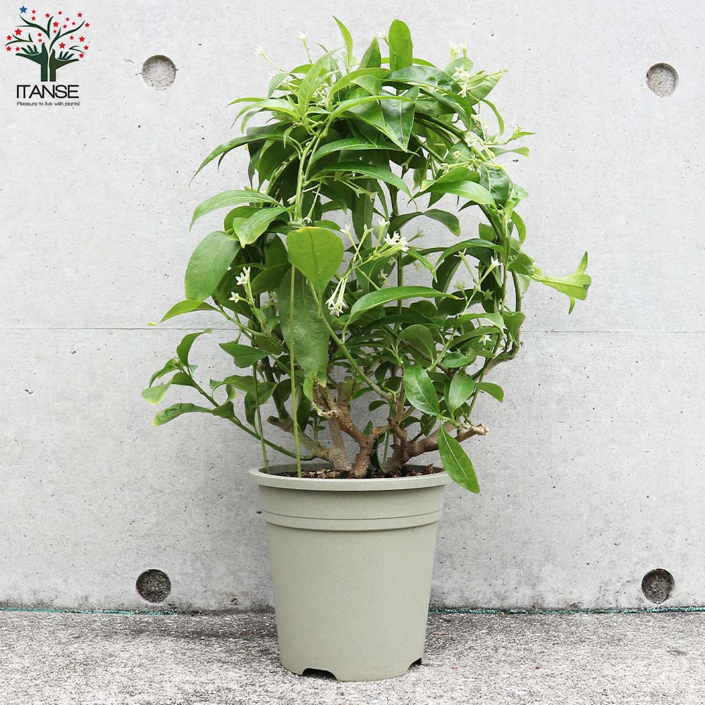 夜香木(ナイトジャスミン) 【庭木 5号／1個売り】｜ 【植物の