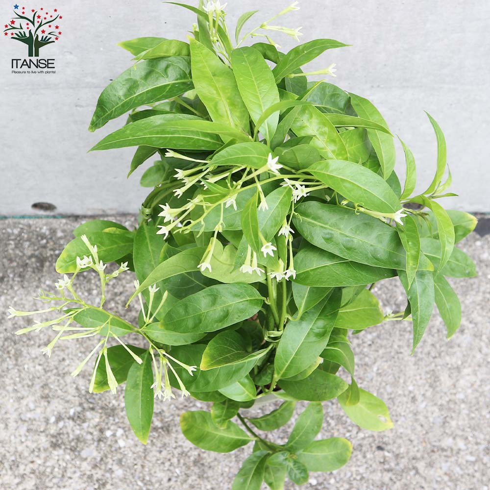 夜香木(ナイトジャスミン) 【庭木 5号／1個売り】｜ 【植物の