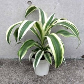ドラセナ スノーホワイト【観葉植物 5号／1個売り】|観葉植物