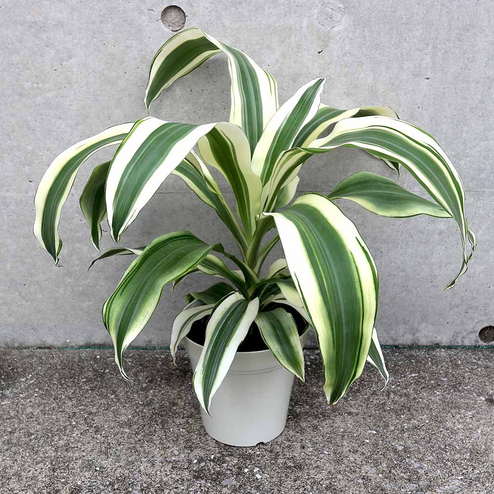 ドラセナ スノーホワイト【観葉植物 5号／1個売り】