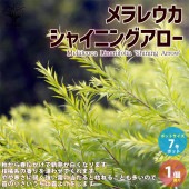 メラレウカ シャイニングアロー【庭木 7号／1個売り】|植木・花木