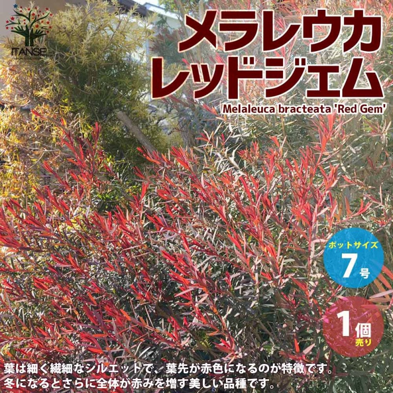 メラレウカ・レッドジェム 【庭木 4.5号鉢 庭園樹木・ハーブ／1個売り