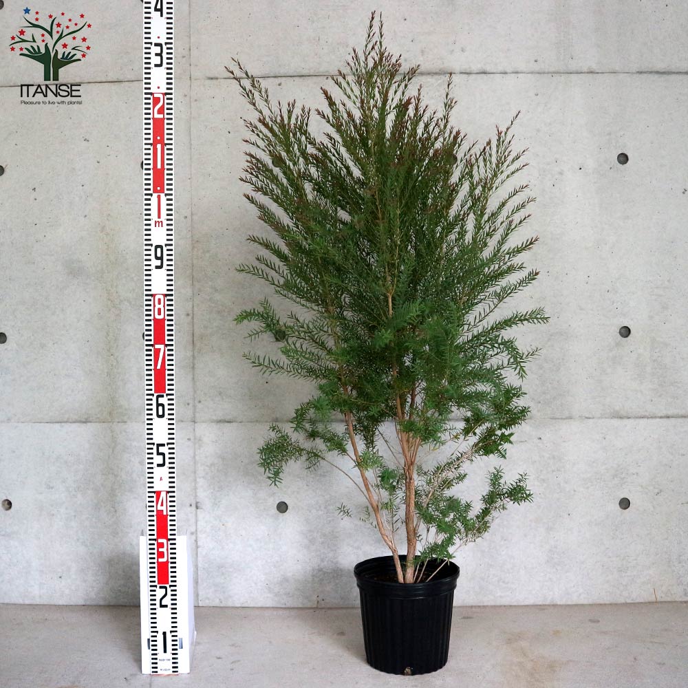 メラレウカ レッドジェム【庭木 7号／1個売り】｜ 【植物の