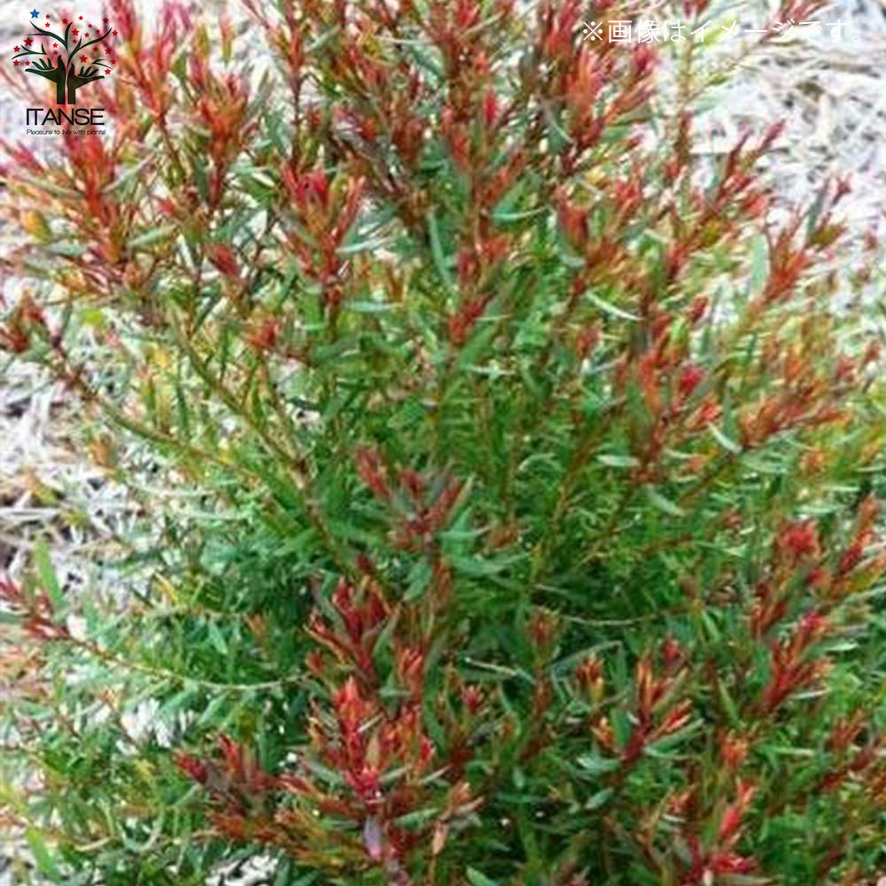 メラレウカ レッドジェム 特大