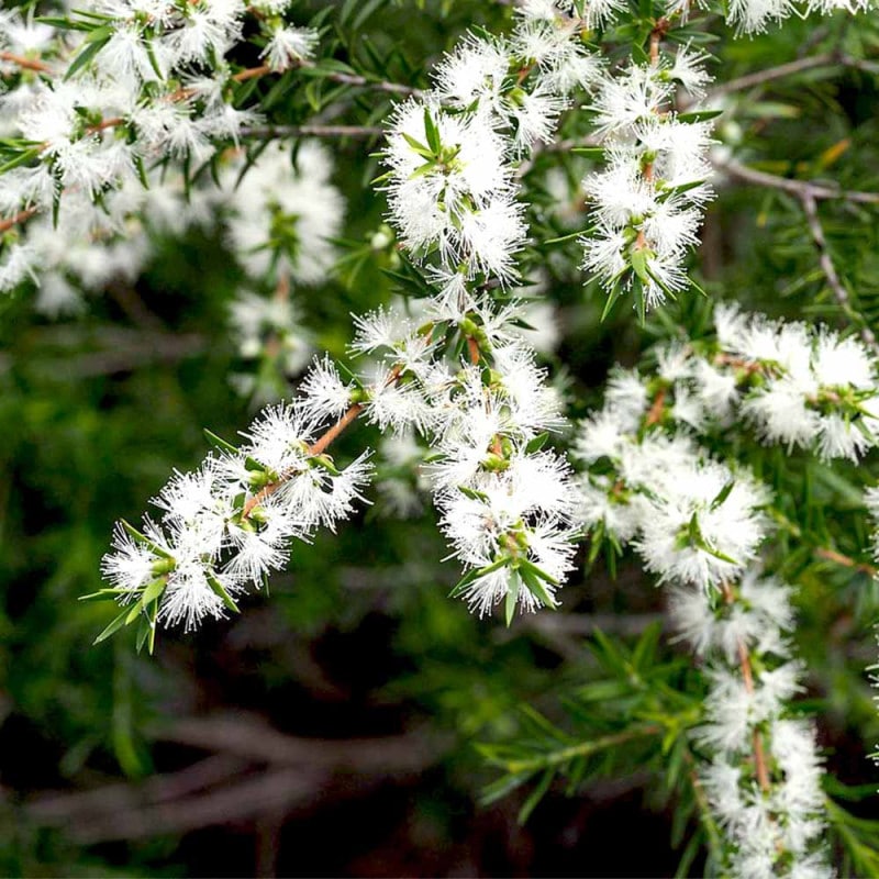 パールアカシア　/ 702 楽天市場】パールアカシア : おぎはら植物園