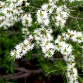 メラレウカ ブラックティーツリー【庭木 4.5号／1個売り】|植木・花木
