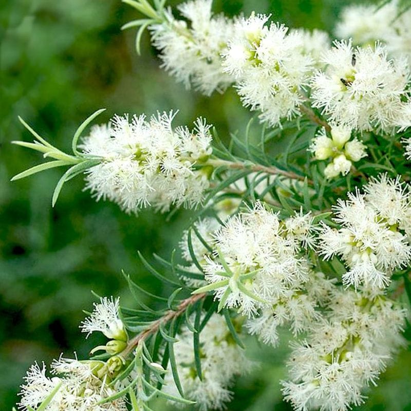 ユッカ ロストラータ 【観葉植物 4号】｜ 【植物のITANSE】全品