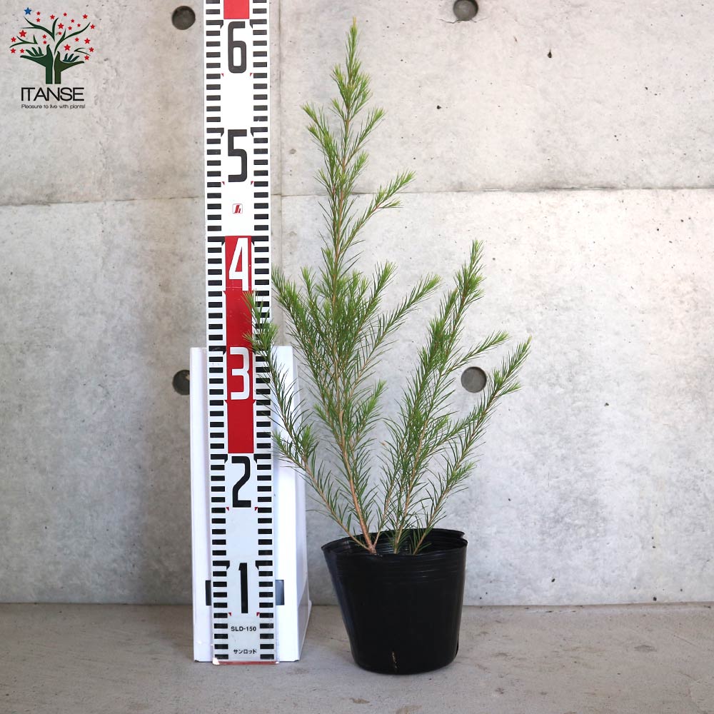 メラレウカ メディカルティーツリー【庭木 4～4.5号／1個売り