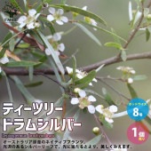 ティーツリー ドラムシルバー【庭木 8号／1個売り】|植木・花木