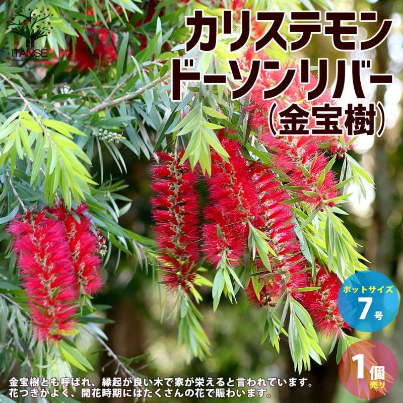 特大。カリステモン ドーソンリバー2.9M(鉢底から)ブラシの木 カリステモン ドーソンリバー【庭木 6号鉢／1個売り】｜ 【植物の