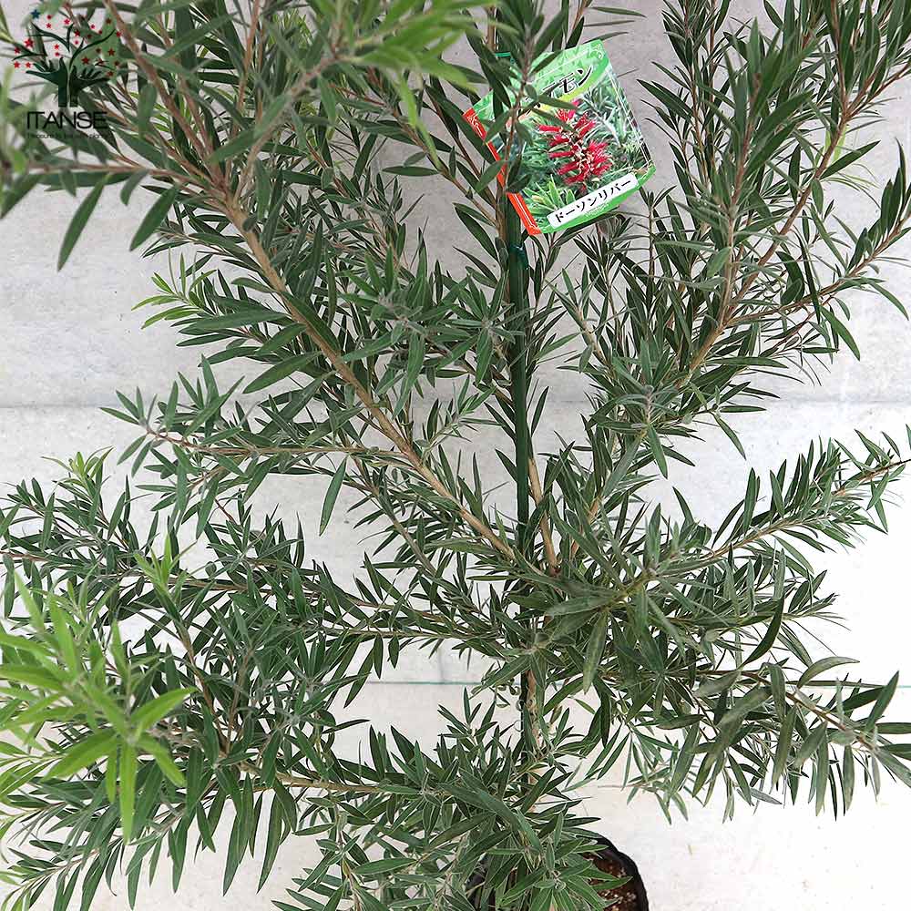 カリステモン　ドーソンリバー カリステモン ドウソンリバー｜メラレウカの生産販売 タナカ園芸