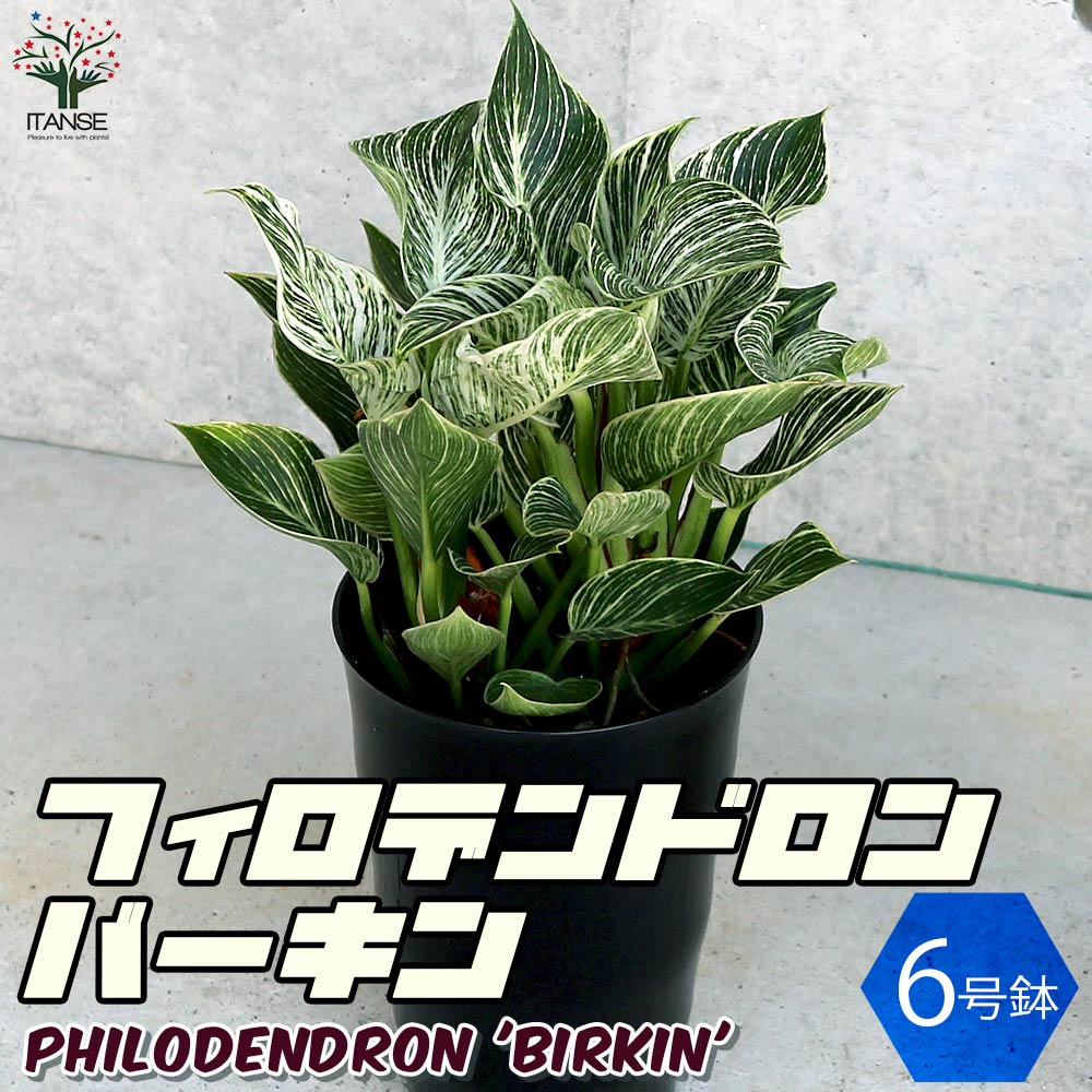 フィロデンドロン バーキン【観葉植物 6号／1個売り】｜ 【植物の