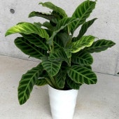 カラテア ゼブリナ【観葉植物 6号／1個売り】|観葉植物