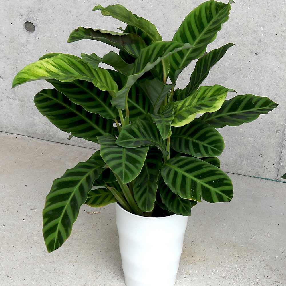 カラテア ゼブリナ【観葉植物 6号／1個売り】