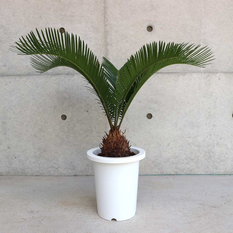 ソテツ 【観葉植物 4号／1個売り】｜ 【植物のITANSE】全品送料