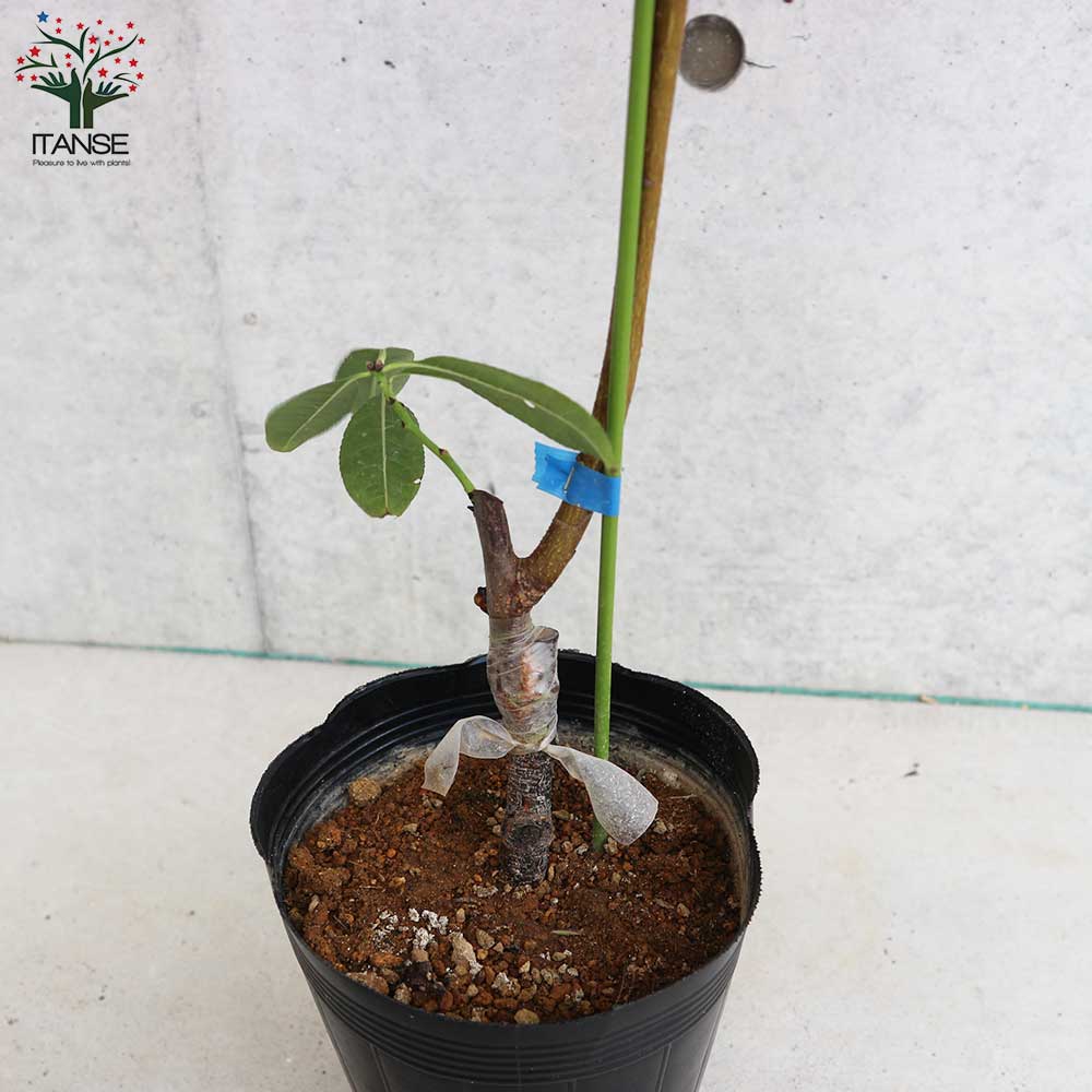 アーモンド ダベイ【果樹の苗木 5号／1個売り】｜ 【植物の