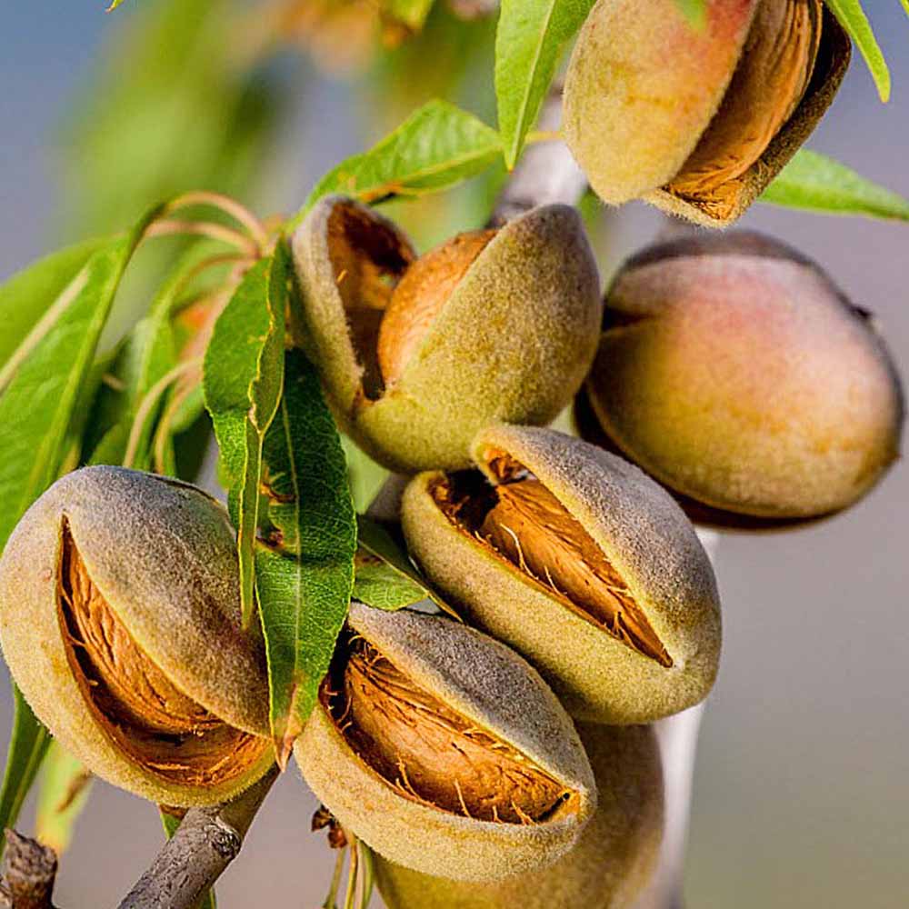 アーモンド ダベイ【果樹の苗木 5号／1個売り】