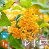 金木犀(キンモクセイ) 【庭木 6号／1個売り】|植木・花木