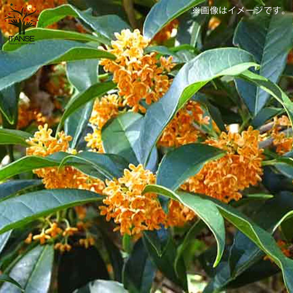 金木犀(キンモクセイ) 【庭木 6号／1個売り】｜ 【植物のITANSE