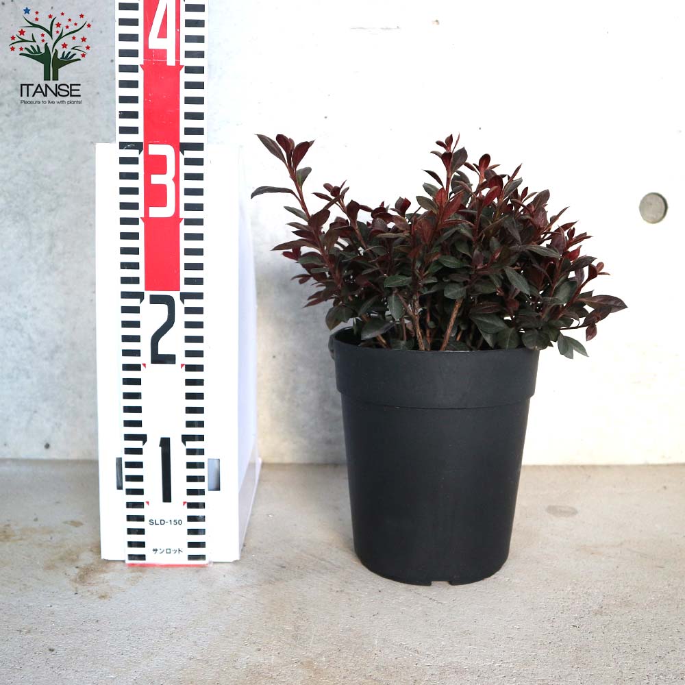 ペッパーペッパー イロハモミジ ペッパーペッパー イロハモミジ