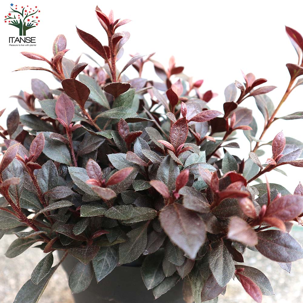 ペッパーペッパー　イロハモミジ ペッパーペッパー イロハモミジ イロハモミジ - 庭木図鑑 植木