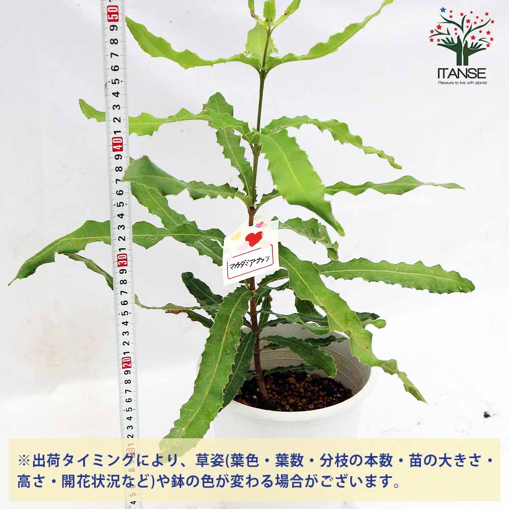 マカダミアナッツの苗木 【果樹の苗木 5号ポット／1個売り】｜ 【植物