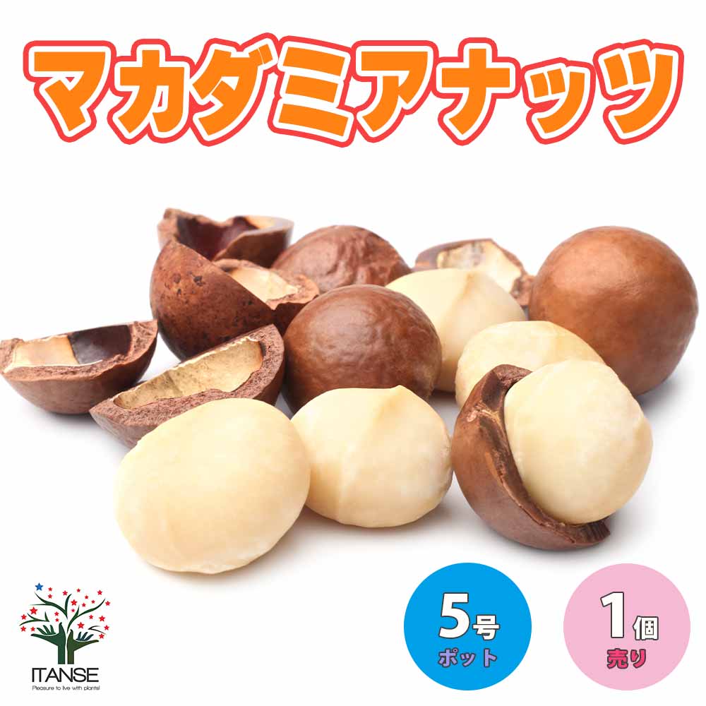 富士瘤クラフト マカダミアナッツ0.5 2025年最新】富士瘤CRAFTの人気