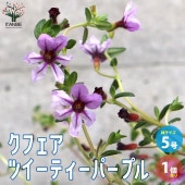 クフェア・ツイーティーパーブル【庭木 5号ポット／1個売り】|植木・花木