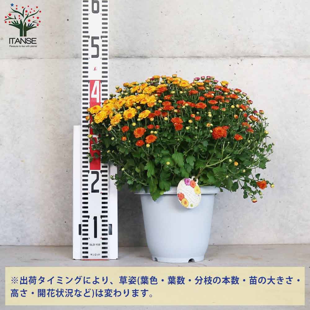 ガーデンマム・ジジ 4色寄せ植え【花苗 6.5号鉢 大苗 多年草／1個売り