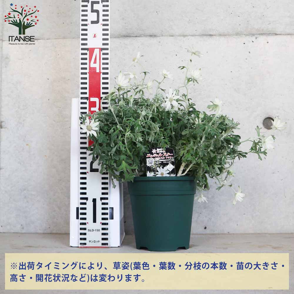 errer フランネルフラワー 土台付 筆記体 樹脂標本 植物標本