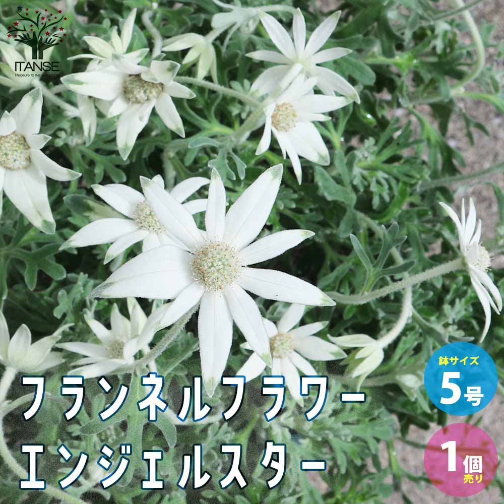 フランネルフラワー・エンジェルスター【花苗 5号ポット 多年草／1個売り】