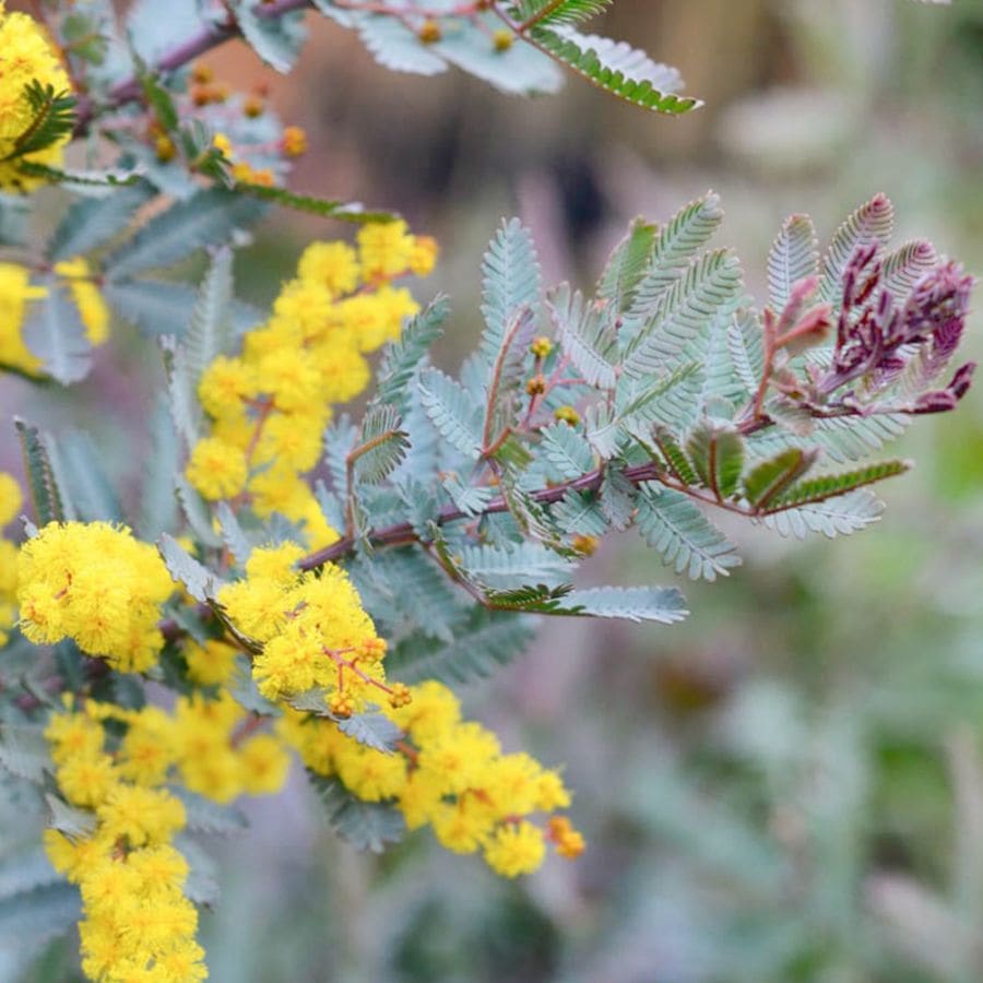 銅葉ミモザアカシア(アカシア プルプレア) 【庭木 3.5～4号／1個売り】