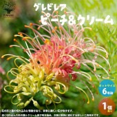 グレビレア・ピーチ&クリーム【庭木 6号／1個売り】|植木・花木