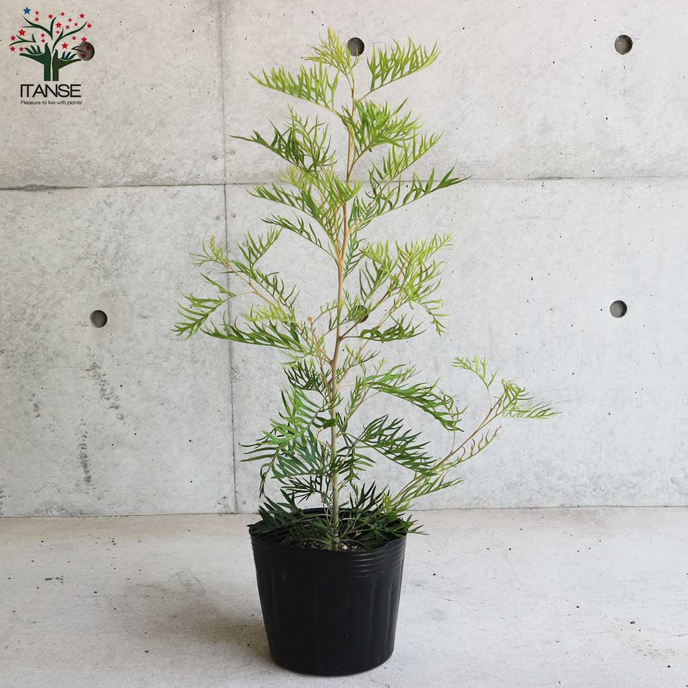 グレビレア・ピーチ&クリーム【庭木 6号／1個売り】｜ 【植物の