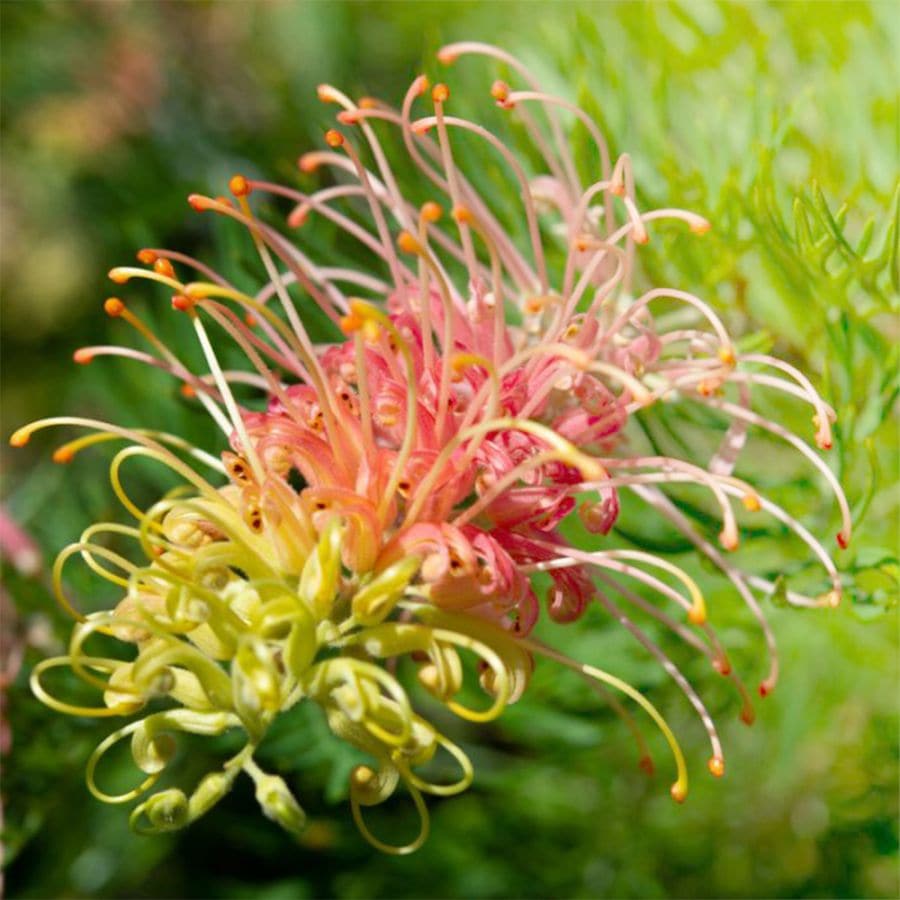 グレビレア ピーチ＆クリーム【庭木 5～6号／1個売り】