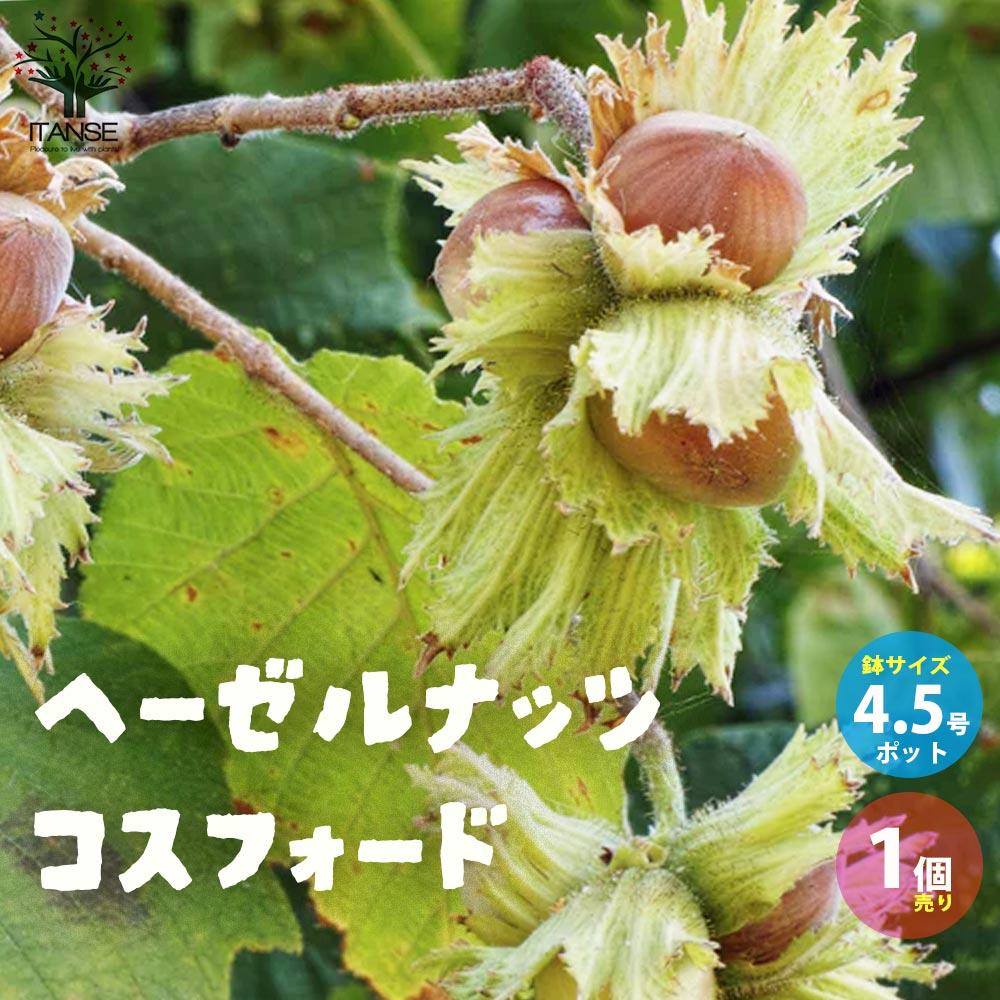 ナッツの苗木 ヘーゼルナッツ・コスフォード【果樹の苗木 4.5号／1個売り】