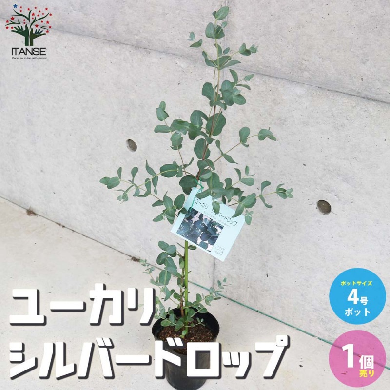 白花ヤマボウシ 【庭木 5～6号ポット苗／1個売り】｜ 【植物の