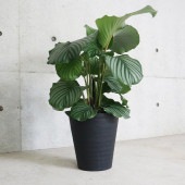 カラテア・オルビフォリア 大鉢【観葉植物 8号／1個売り】|観葉植物