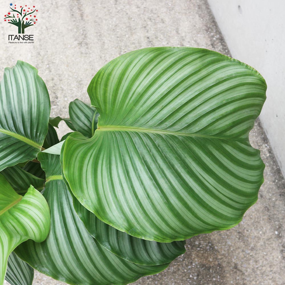 カラテア・オルビフォリア 大鉢【観葉植物 8号／1個売り】｜ 【植物の